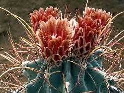 Ancistrocactus_uncinatus